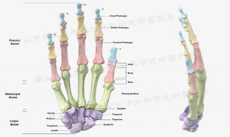 手掌筋骨结构图图片