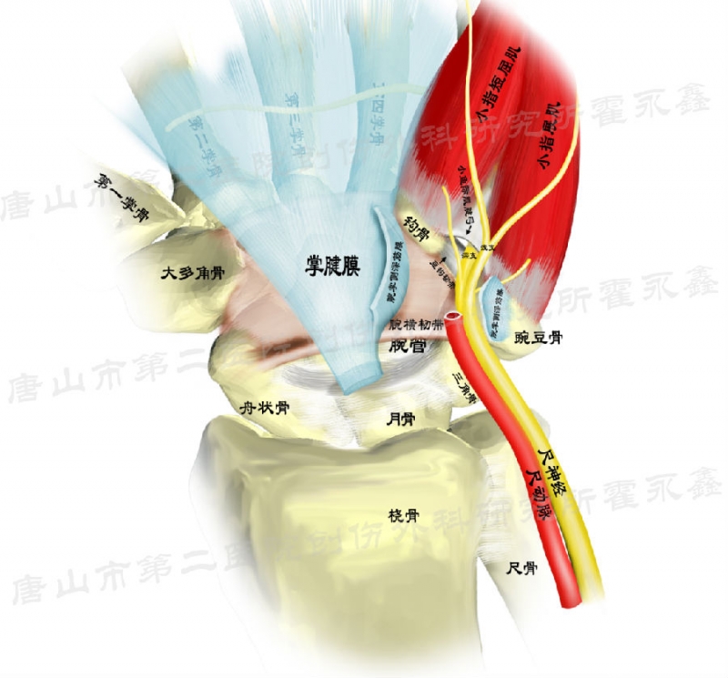 圖示的是腕尺側管結構,尺神經和尺動脈在腕橫韌帶淺層分為淺深兩支