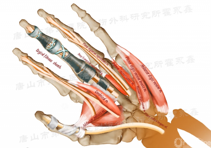 掌侧韧带图片