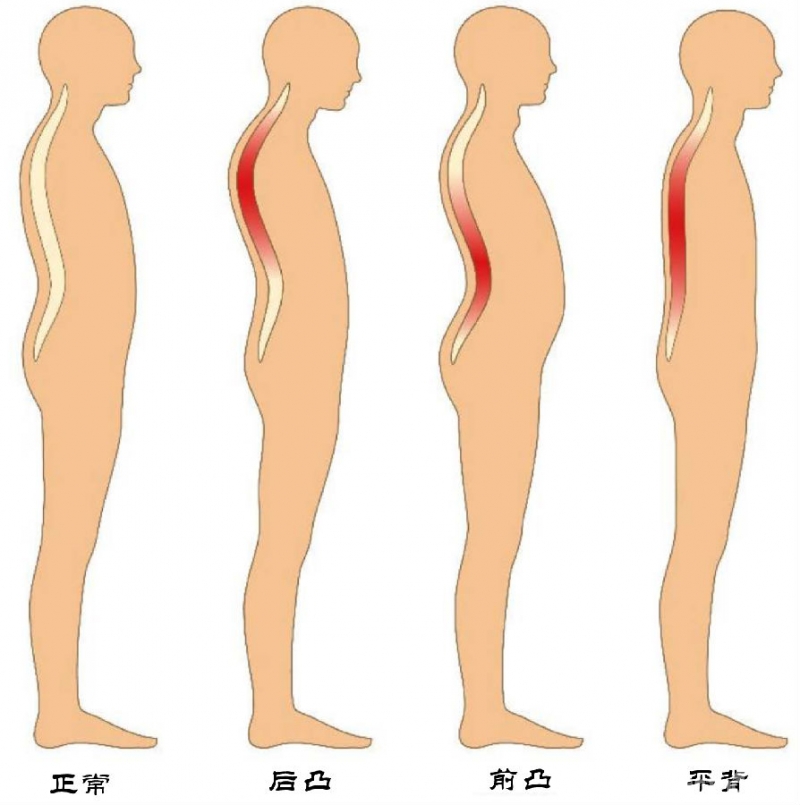 人体的正常结构