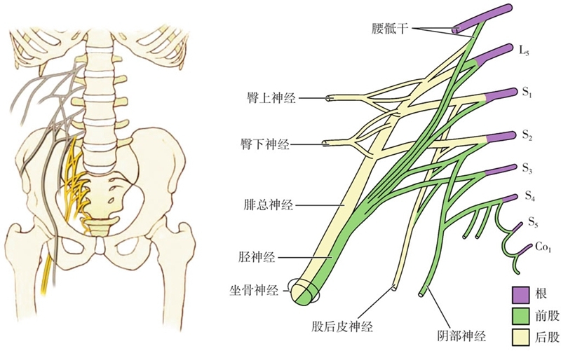 圖2-4-5-1 l1～l5解剖骶叢的主要分支為坐骨神經,其中脛神經及膕繩肌